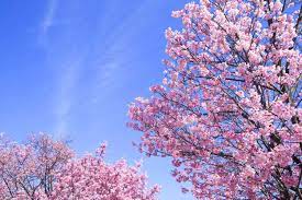 shower gel.  Japanese cherry blossom, A thousand wishes, Neutrogena's 